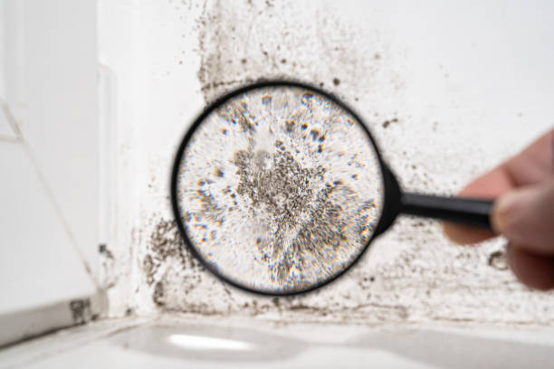 Best Emergency Mold Remediation  in Hamburg, NJ